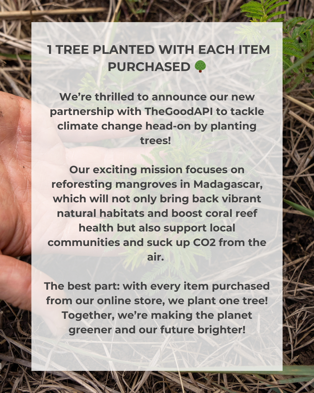 Organic Cotton Knit Sweater | Fig